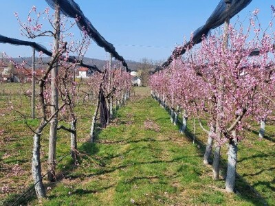 Mraz u voćnjacima Mraz u voćnjacima