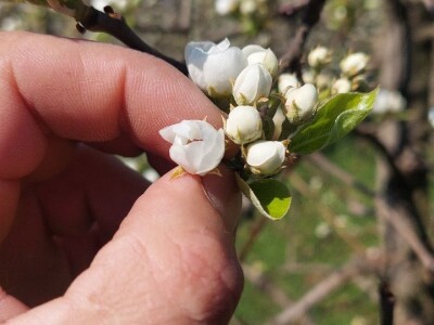 Mraz u voćnjacima Mraz u voćnjacima