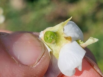 Mraz u voćnjacima Mraz u voćnjacima