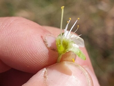 Mraz u voćnjacima Mraz u voćnjacima