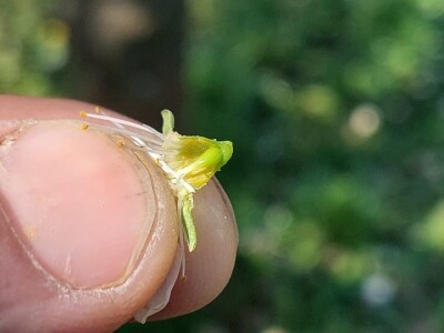 Mraz u voćnjacima Mraz u voćnjacima