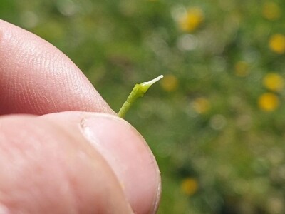 Mraz u voćnjacima Mraz u voćnjacima
