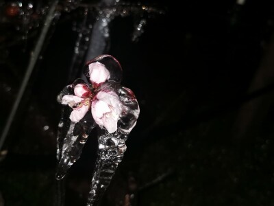 Mraz u voćnjacima OPG-a Kovačević