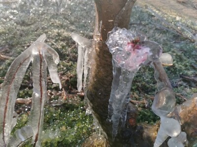 Mraz u voćnjacima OPG-a Kovačević