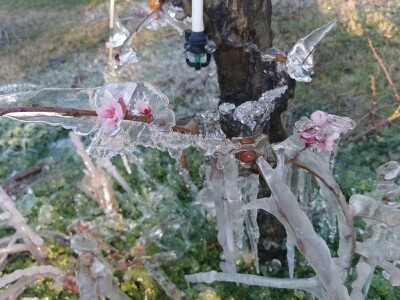 Mraz u voćnjacima OPG-a Kovačević