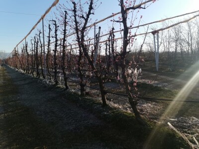 Mraz u voćnjacima OPG-a Kovačević