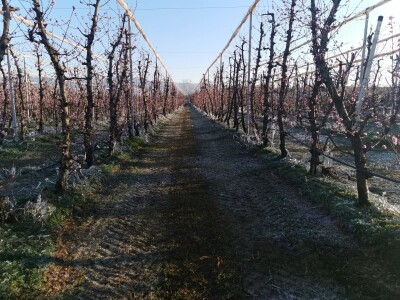 Mraz u voćnjacima OPG-a Kovačević