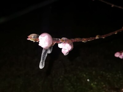 Mraz u voćnjacima OPG-a Kovačević