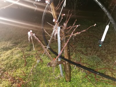 Mraz u voćnjacima OPG-a Kovačević