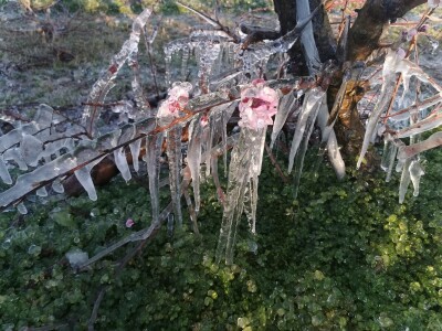 Mraz u voćnjacima OPG-a Kovačević