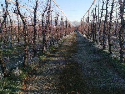 Mraz u voćnjacima OPG-a Kovačević