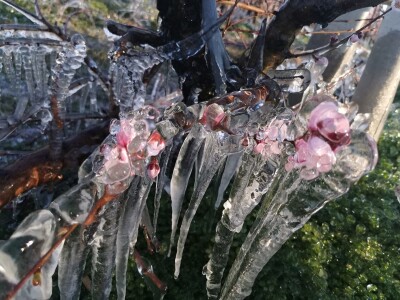 Mraz u voćnjacima OPG-a Kovačević