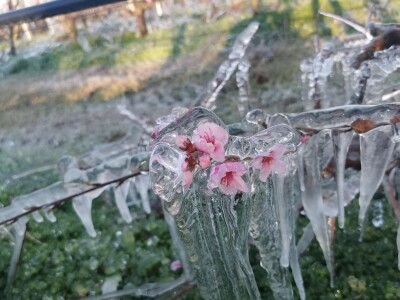 Mraz u voćnjacima OPG-a Kovačević