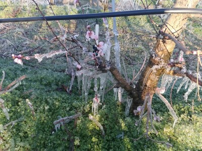 Mraz u voćnjacima OPG-a Kovačević