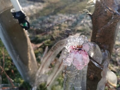 Mraz u voćnjacima OPG-a Kovačević