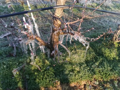 Mraz u voćnjacima OPG-a Kovačević