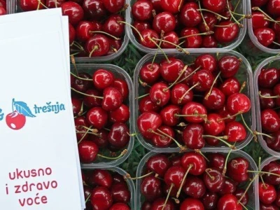 Mraz uništio trešnje