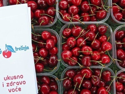 Mraz uništio trešnje