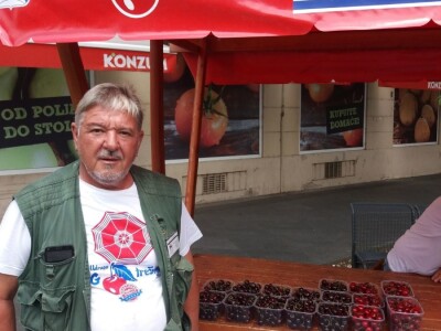 Mraz uništio trešnje