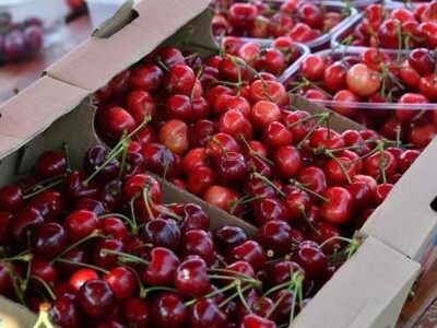 Mraz uništio trešnje