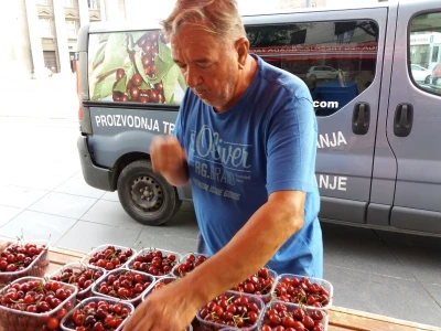 Mraz uništio trešnje