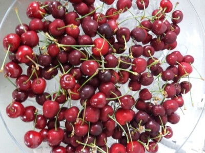 Mraz uništio trešnje