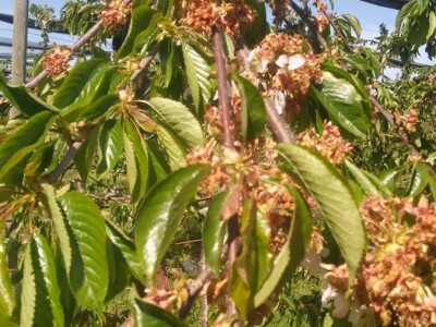 Mraz uništio trešnje