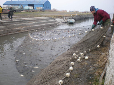 Izvlačenje ribe mora biti dobro organizovano