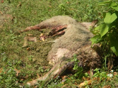 Mrka medvedica usmrtila ovce u novogradskom selu Prusci