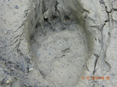 Mrka medvedica usmrtila ovce u novogradskom selu Prusci