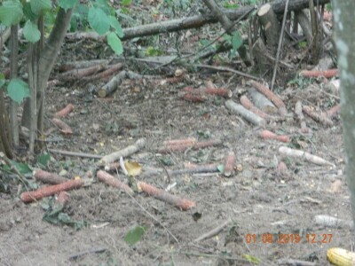 Mrka medvjedica usmrtila ovce u novogradskom selu Prusci