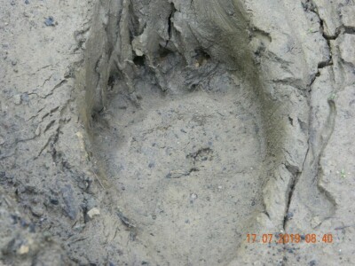 Mrka medvjedica usmrtila ovce u novogradskom selu Prusci