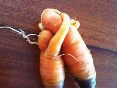 Mrkvasta ljubav