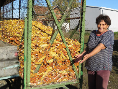 Razočarani slabim urodom kukuruza Razočarani slabim urodom kukuruza