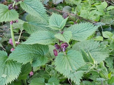 Mrtve koprive Mrtve koprive