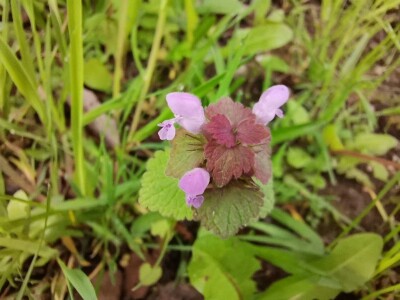 Mrtve koprive Mrtve koprive