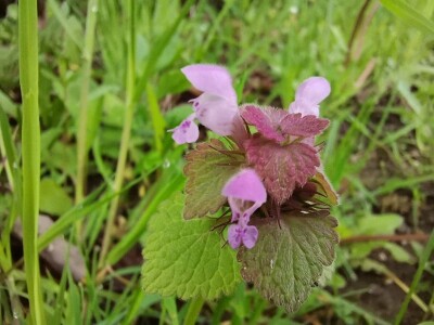 Mrtve koprive Mrtve koprive