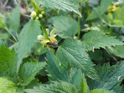 Mrtve koprive Mrtve koprive