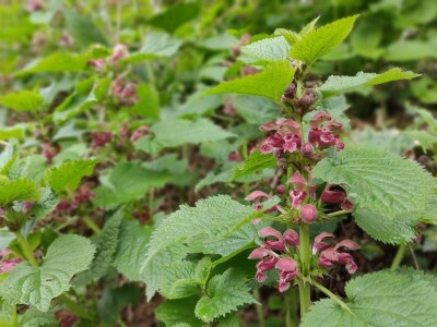 Mrtve koprive Mrtve koprive