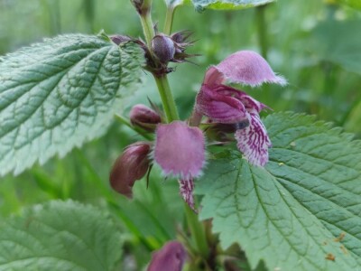 Mrtve koprive Mrtve koprive