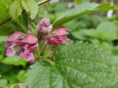 Mrtve koprive Mrtve koprive