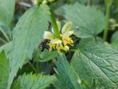 Mrtve koprive Mrtve koprive