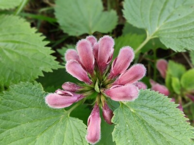 Mrtve koprive Mrtve koprive