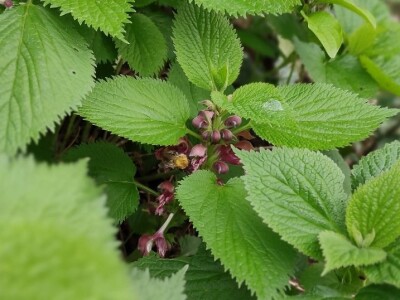 Mrtve koprive Mrtve koprive