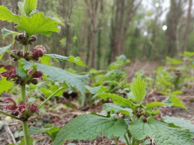 Mrtve koprive Mrtve koprive