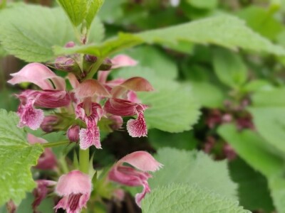 Mrtve koprive Mrtve koprive