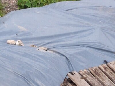 Mstarski pčelari zabrinuti zbog uginuća pčela Mstarski pčelari zabrinuti zbog uginuća pčela