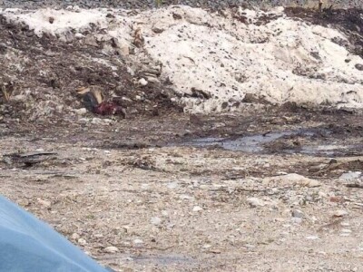 Mstarski pčelari zabrinuti zbog uginuća pčela Mstarski pčelari zabrinuti zbog uginuća pčela