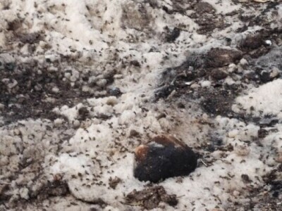 Mstarski pčelari zabrinuti zbog uginuća pčela Mstarski pčelari zabrinuti zbog uginuća pčela