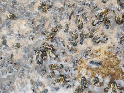 Mstarski pčelari zabrinuti zbog uginuća pčela Mstarski pčelari zabrinuti zbog uginuća pčela